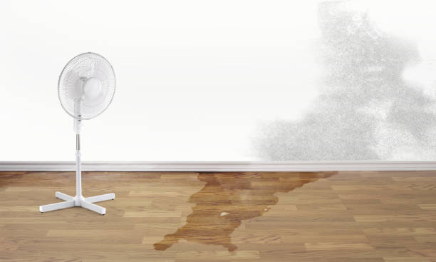 Best Water damage contractors near me  in East Vineland, NJ